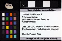 Foto (Objket + Etiketten) von ? Goniodromites sp. 